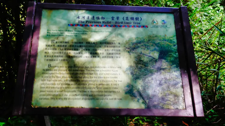 冰河孑遺植物昆欄樹揭示牌