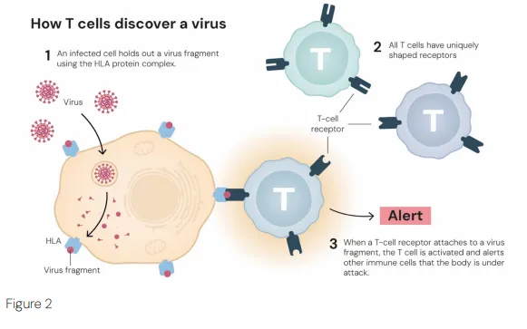 ▲ 圖片揭示了 T 細胞如何發現病毒