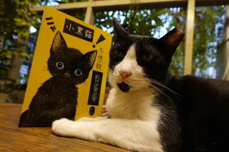 政大的凱留貓咪,並不會在現場等你喔