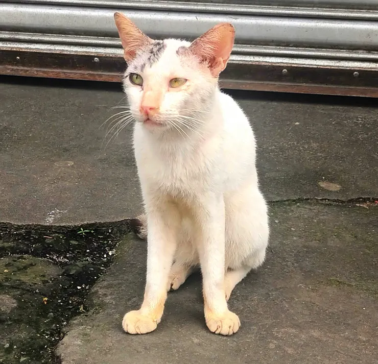 路邊貓貓，很瘦