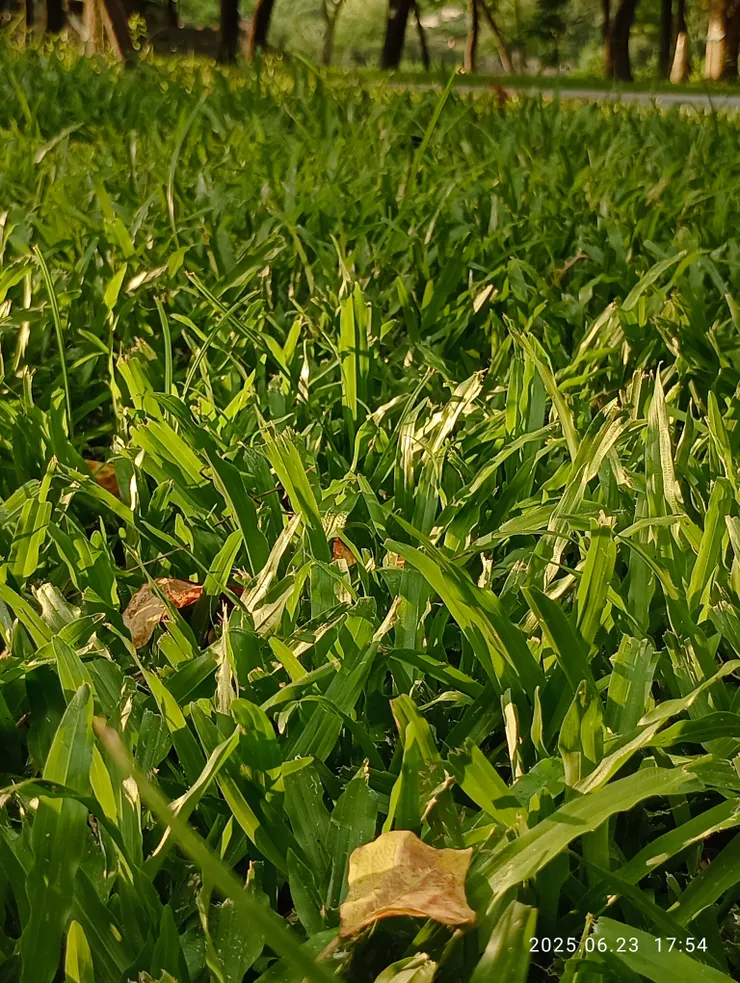 弄影青草光閃忽