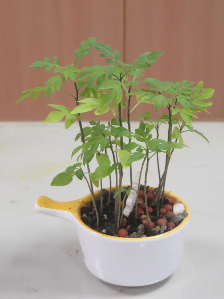 蘆洲慈濟112.11.16