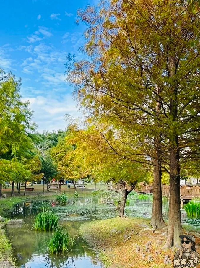 加上濾鏡的落羽松美照。