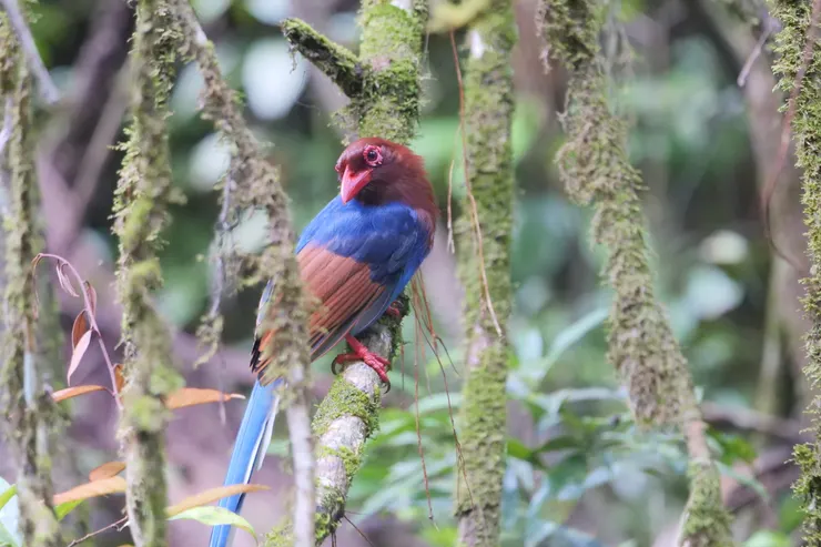 再次遇見Blue Magpie