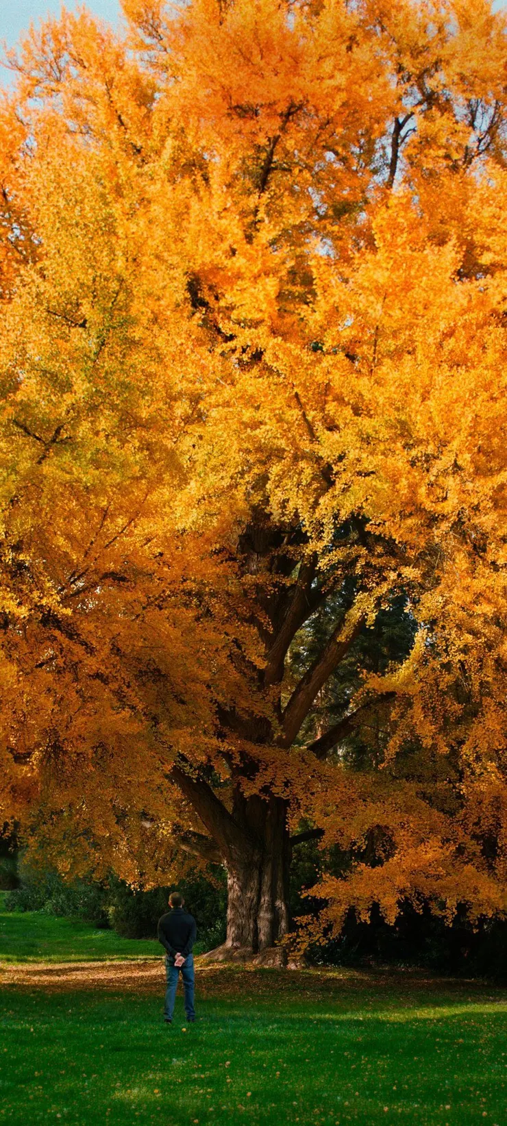 《你是不會當樹嗎》電影劇照／劇照提供：海鵬影業