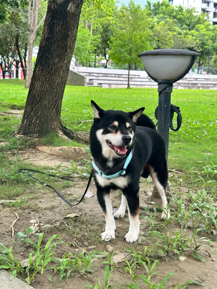 每天遛狗也實現了多點時間陪伴毛小孩＾＾