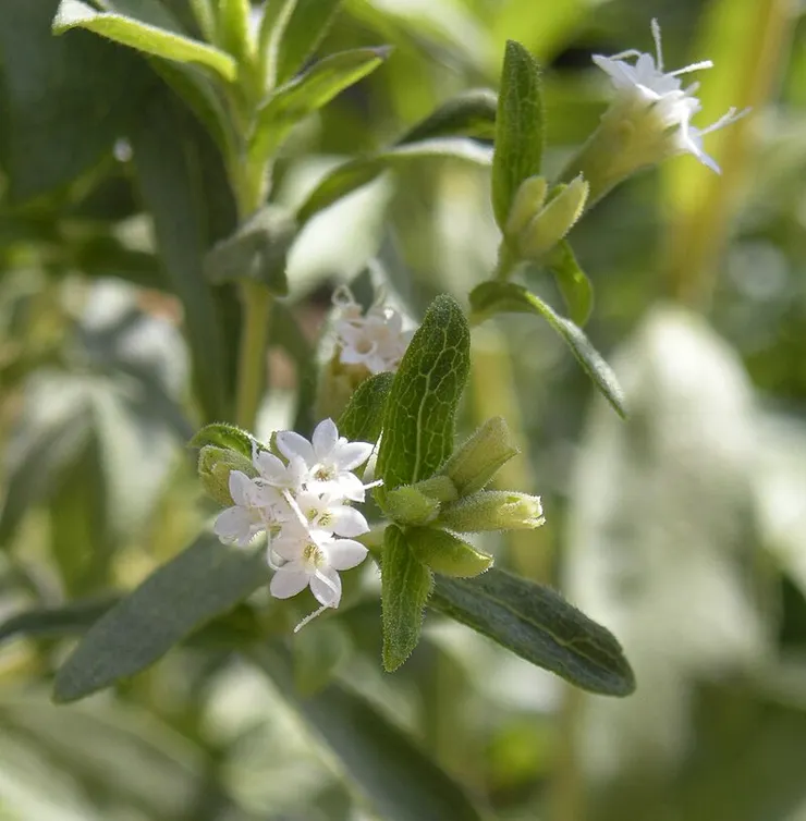 甜菊的花。由 Ethel Aardvark - 自己的作品, CC BY 3.0