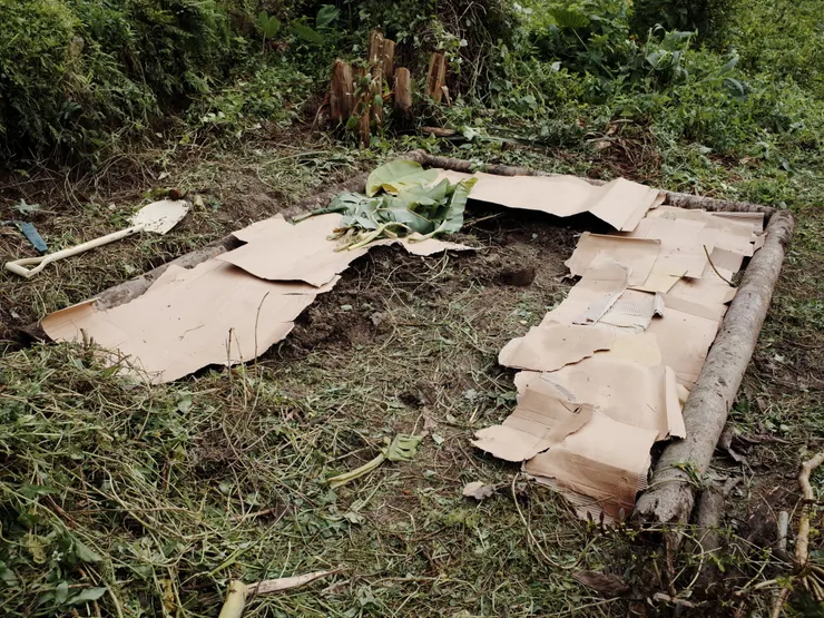 放上厚紙板與姑婆芋的葉子