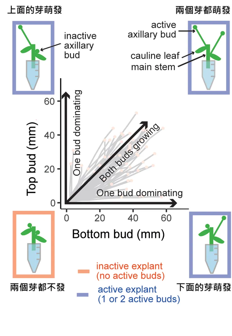 圖片取自期刊。