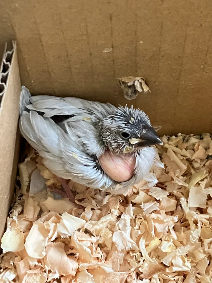 像小禿子。嗉囊的血絲也讓我很害怕，因為我怕血管，都怕裝太多東西會爆汁。