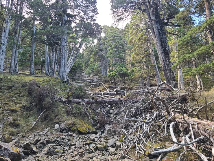 一樣都會越過乾河道