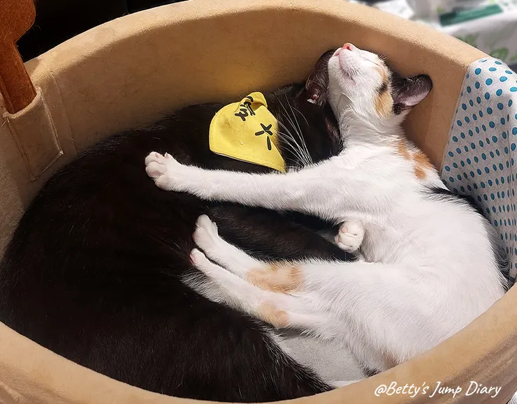 ▲踏踏咖啡-貓咪/圖片來源：Betty's Jump Diary