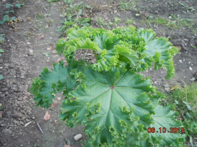 冬葵。圖片來源：維基百科。