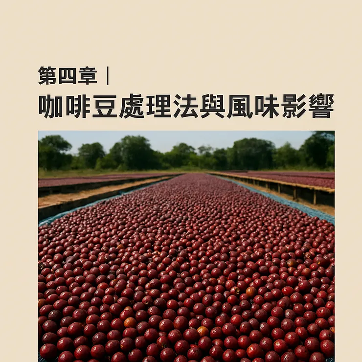 《說咖啡：從產地到杯中香氣的專業知識》第四章｜咖啡豆處理法與風味影響