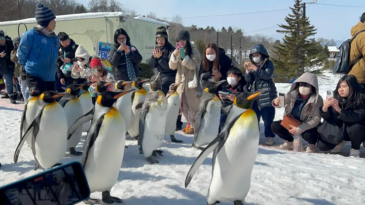 超萌的企鵝寶寶