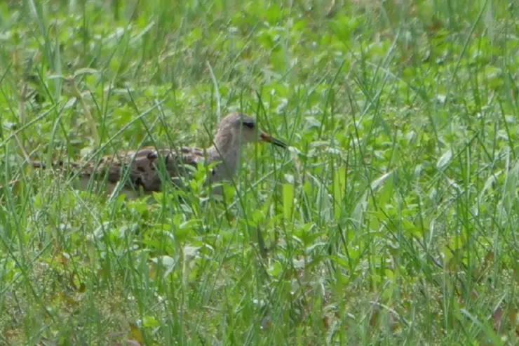 低調的非繁殖羽