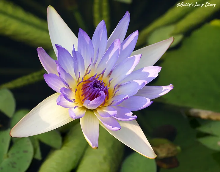 ▲2024桃園蓮花季/圖片來源:Betty's Jump Diary