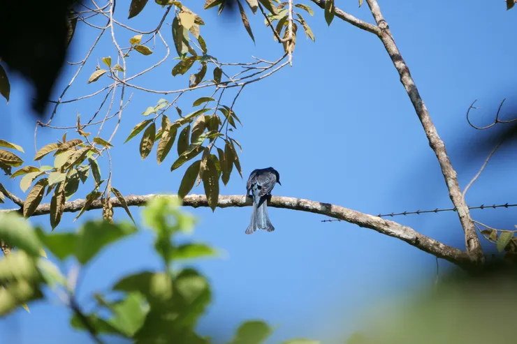 Fork tailed Drongo cuckoo