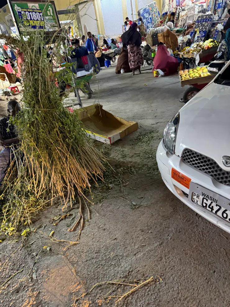 牙籤樹（會用來刷牙及剔牙的非洲牙刷）