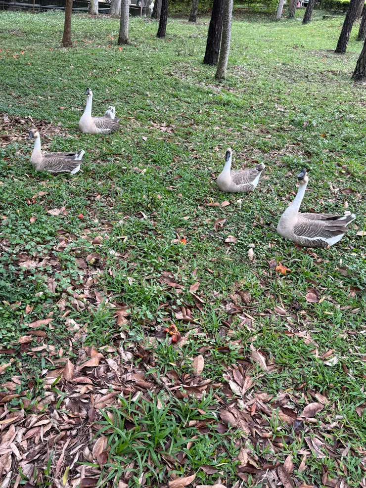 2026/04/01 鵝蹲著