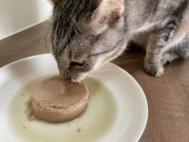 圖說：「貓博士」林政毅指出，腎貓治療的前提在於「會吃才是王道」，確保貓咪的食慾和營養攝取是首要目標。（資料來源：貪貪Munchee）