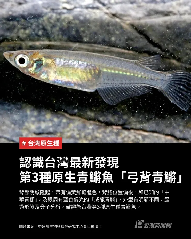 弓背青鱂。圖片取自公視新聞