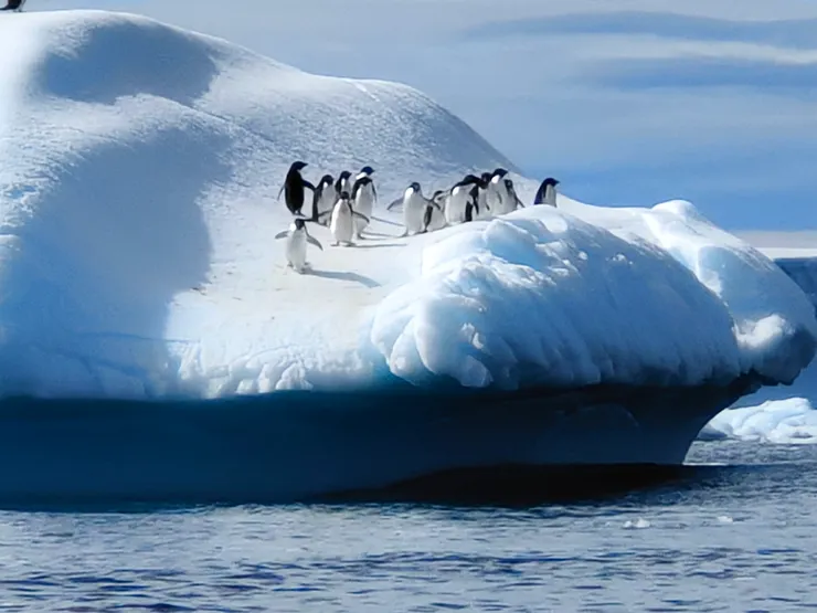 冰山上的阿德利企鵝（Adélie Penguin），南極。