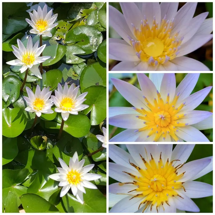 睡蓮三開情景 (右上)初開 (中)第二天 (下)第三天