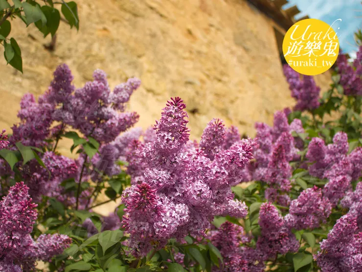 紫丁香真的好香好香好香