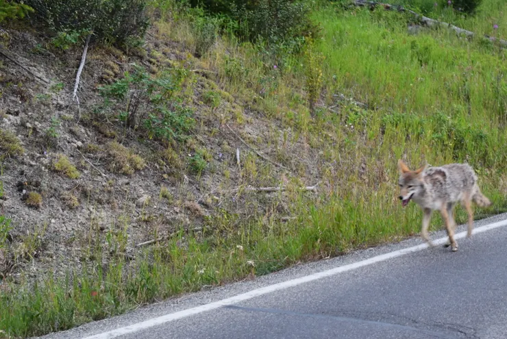 這是什麼?狼狗?狼?狐狸?郊狼?