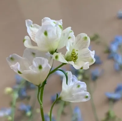 裊裊炊煙‧娓娓道來的沙龍