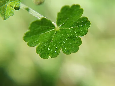 src