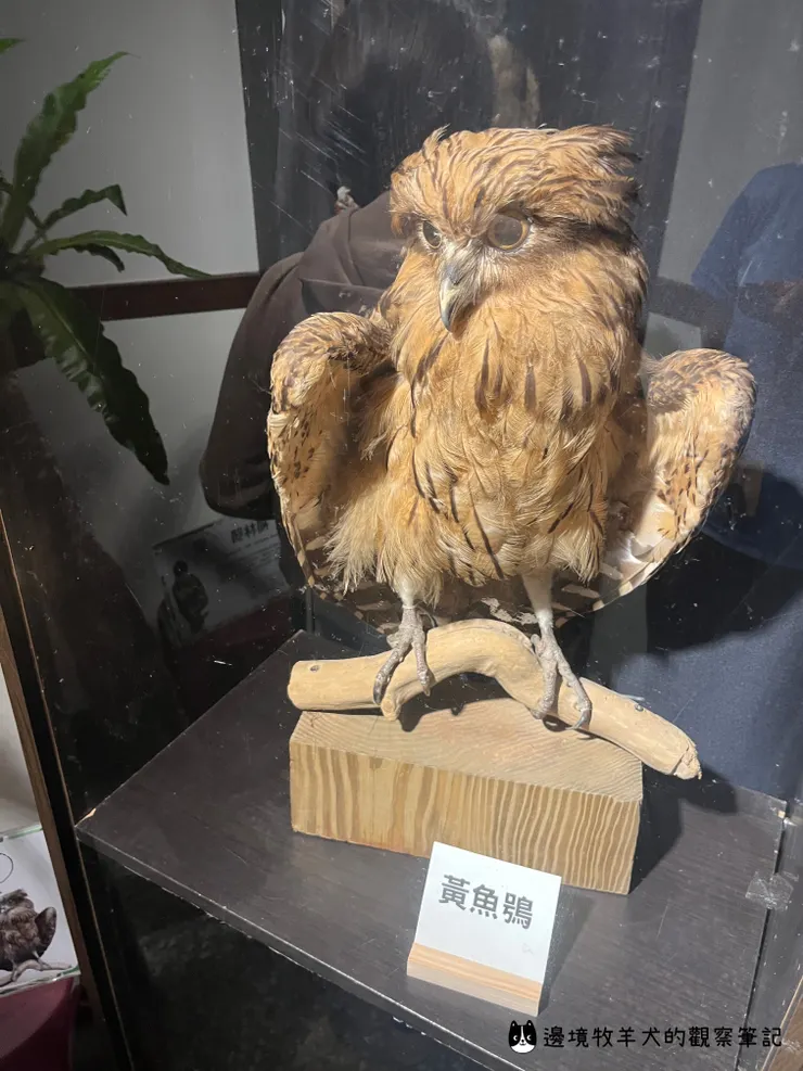 臺灣體型最大的貓頭鷹「黃魚鴞」