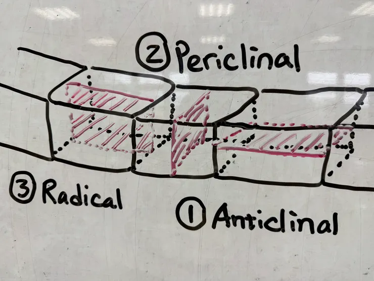 植物細胞分裂的方向。圖片作者:老葉