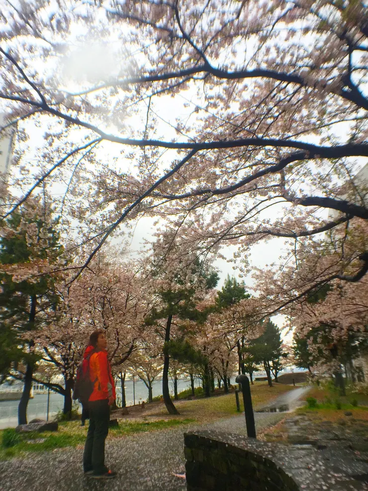 獨享櫻花盛開美景