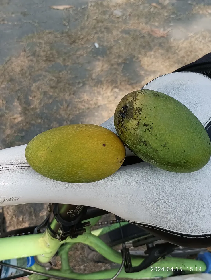 騎過野地風大土芒果熟落耶