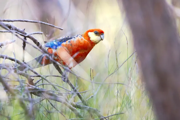 Western Rosella / 西澳玫瑰鸚鵡