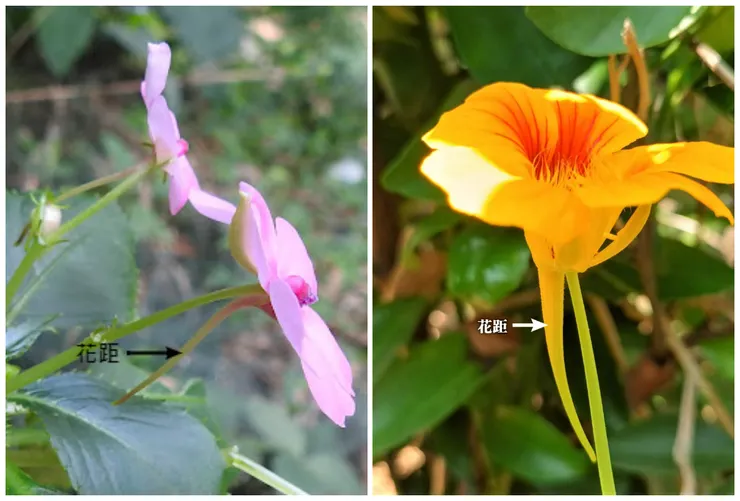 左為非洲鳳仙花花距，右為金蓮花花距。花距底部的腺體會分泌花蜜，以吸引昆蟲前來採蜜做親密接觸，因而達到授粉的目的。