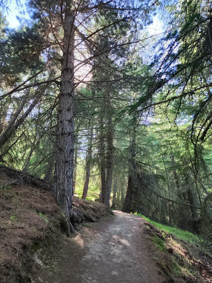 樹林間的上坡路，一路上沒有階梯之類的人為建設，整條像是人走出來的路那樣原始(?)，走起來有點陡