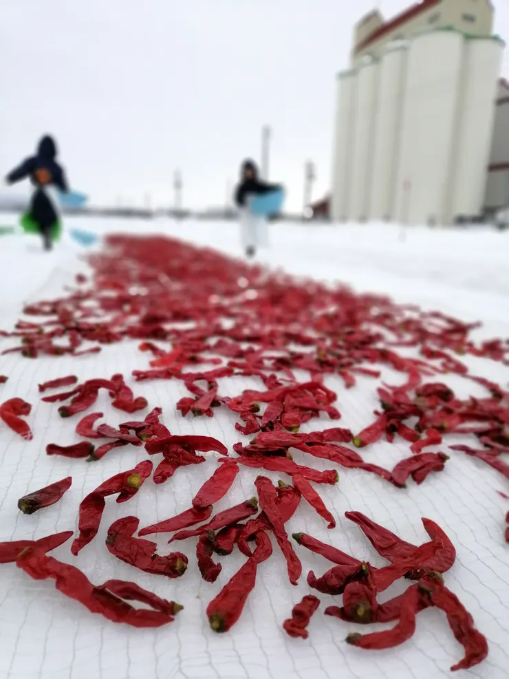 有趣的雪曬辣椒體驗/攝影:NANA濕婦