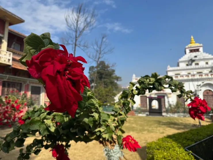 花園中玫瑰開得很美。