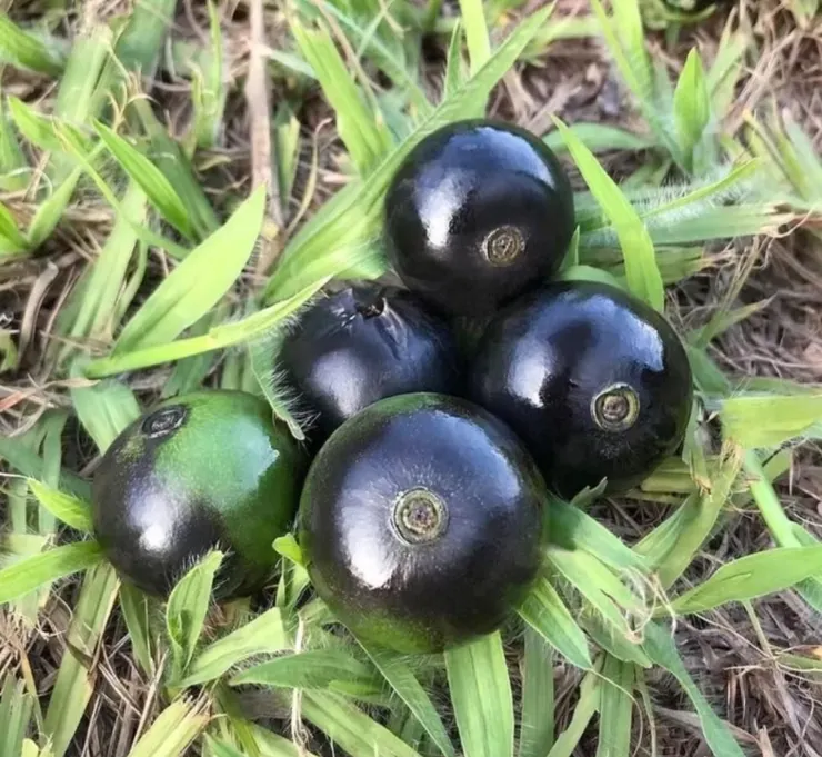 鼠醬果(cordiera sessilis)