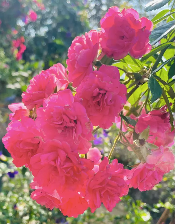 樹玫瑰