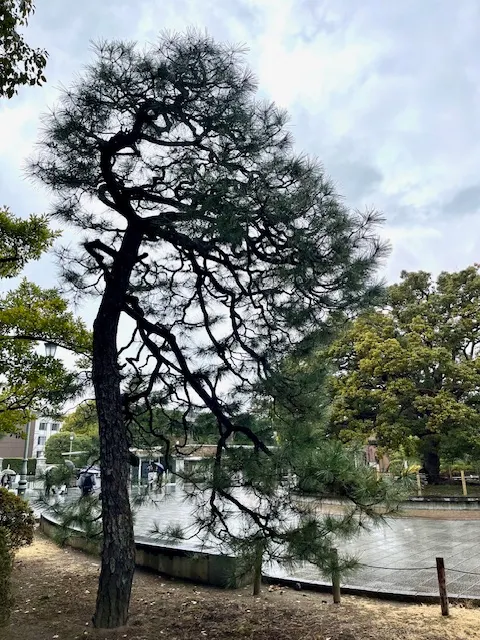 校內往京都大學門口望去，姿態吸引我注意的松樹