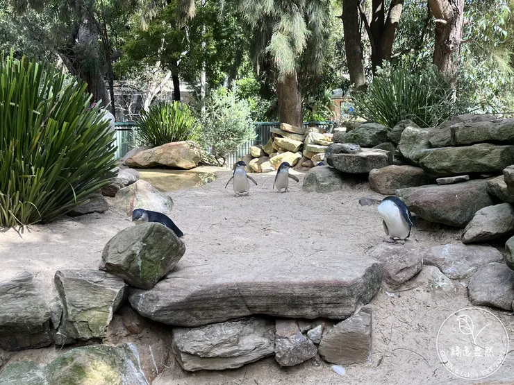 小藍企鵝，打破我在台灣動物園的刻板印象，以為企鵝都生活在冰上。