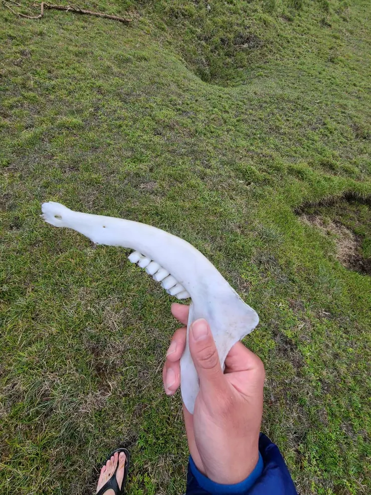 晃了一大圈附近什麼都沒有，沒有鹿角、頭骨，只有一般骨骼、牙齒