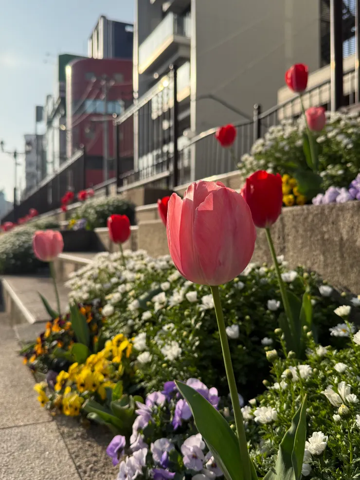 街道到處看得到鬱金香
