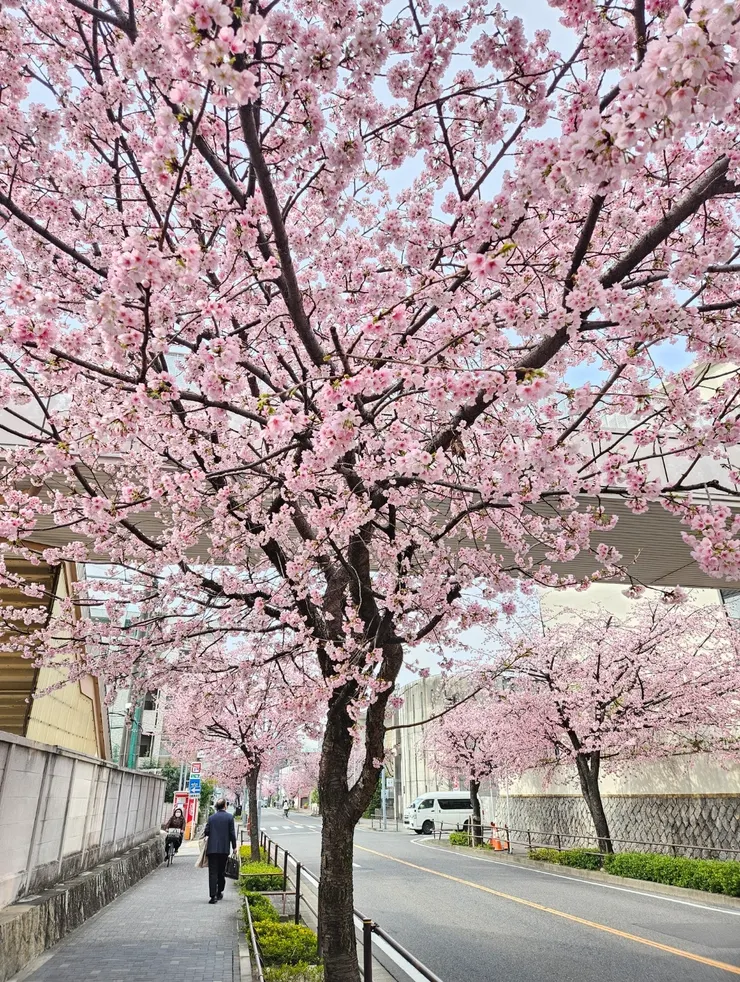 街道上一整排的櫻花，彷彿走進日劇的場景