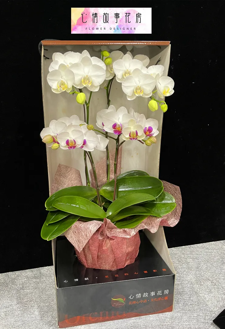 台南在地三十年｜心情故事花房提供八大多樣化花卉商品，從高雅蘭花到永生花，全方位滿足您的需求，品質保證、送達迅速