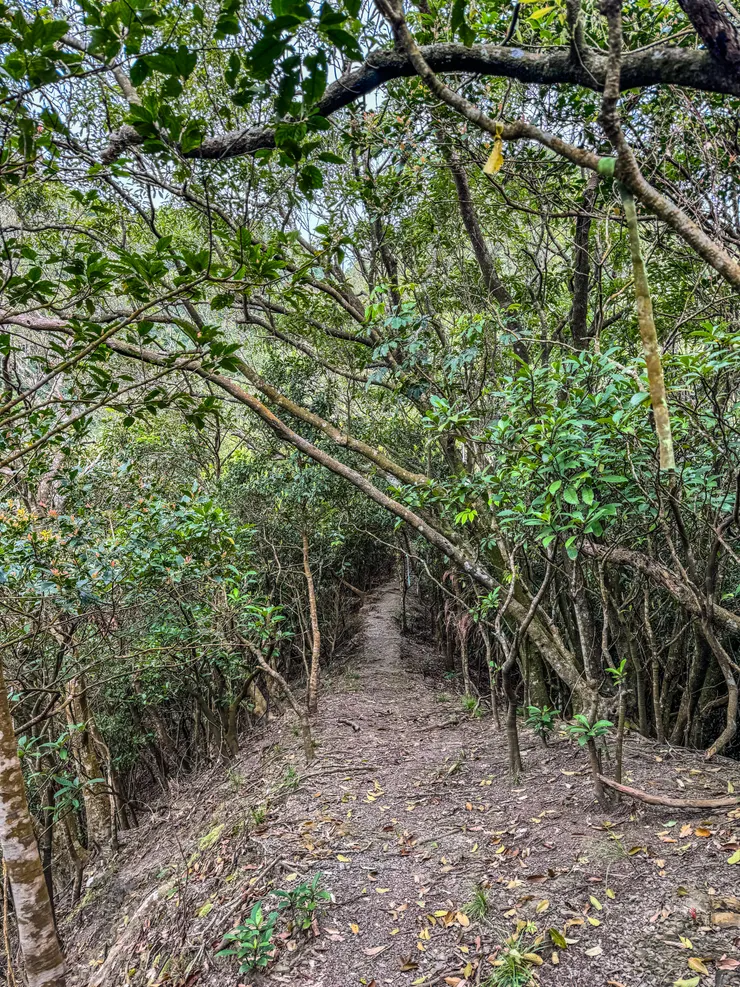 哇鳴～好美的山徑